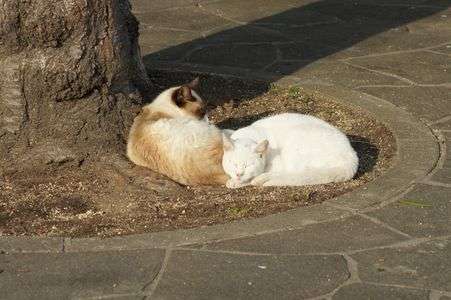 仲良くおやすみ中