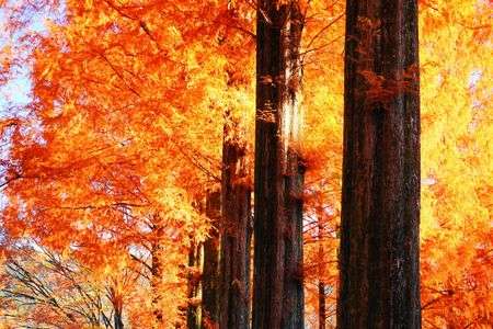 メタセコイアの輝き！