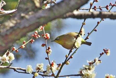 ウメの花に戯れるメジロさん