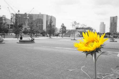 都会に咲く向日葵