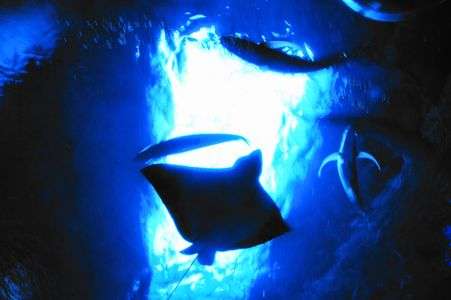 ｽｷｭｰﾊﾞﾀﾞｲﾋﾞﾝｸﾞへの憧れ