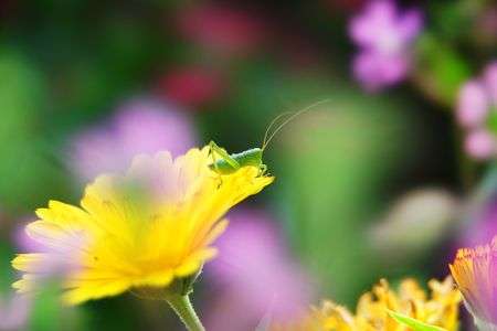 飛べ！キリギリス