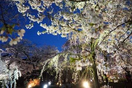 夜桜饗宴