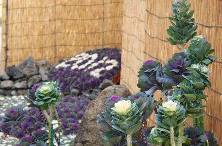 2012年撮りはじめ