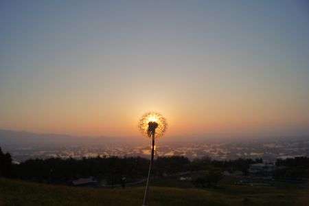 ゆうやけたんぽぽ