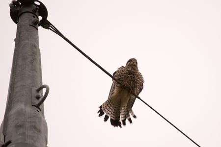 チョウゲンボウ