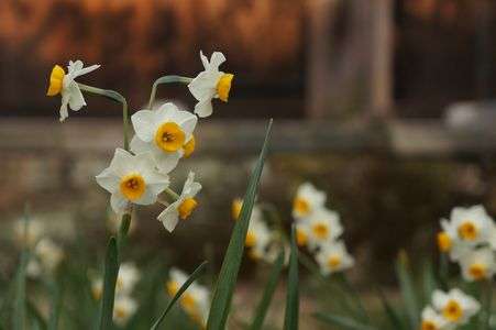 瑞泉寺（鎌倉）の水仙