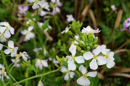 ムラサキハナナ