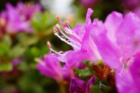 水滴もミヤマキリシマ