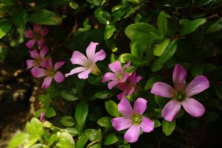 ムラサキカタバミ