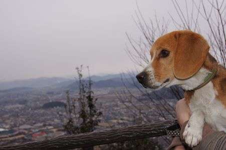 自分の街を見下ろして物思いにふける愛犬