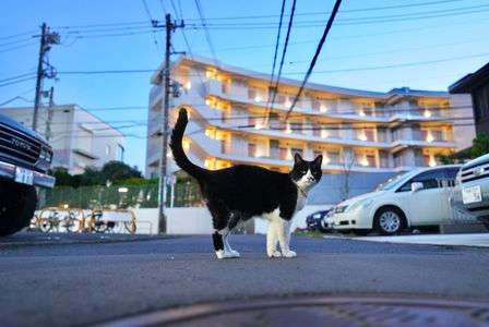 撮ってくださいにゃ