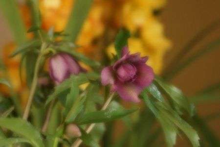 ソフトファーカス