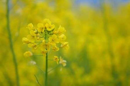 菜の花公園にて