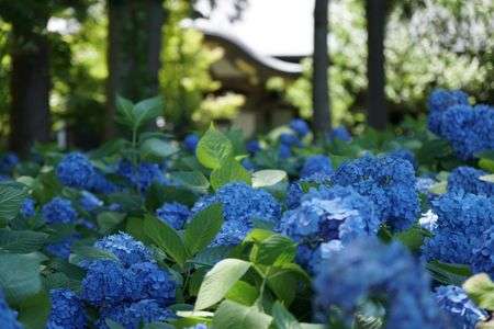雲昌寺の紫陽花