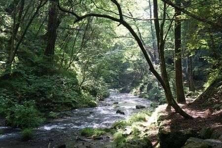 木漏れ日の小径