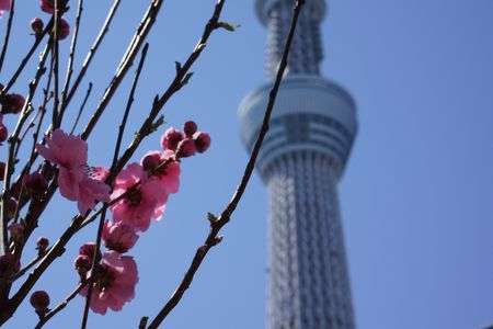 いつかあの大樹のように