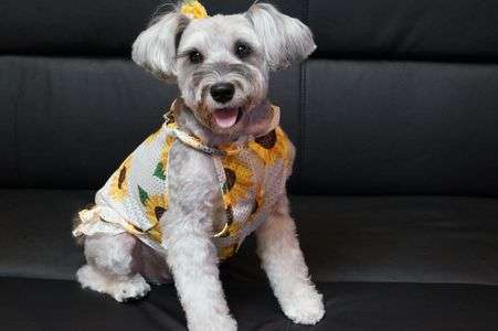 ひまわりCocoちゃん「