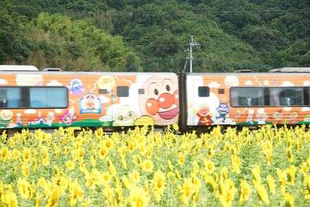 ひまわりの中を走る列車