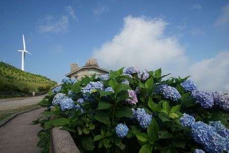 風車と紫陽花