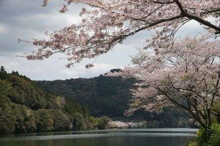 ダム湖の桜