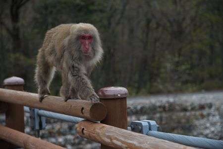 橋を渡る猿　明神橋