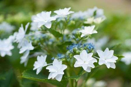 隅田川の花火？