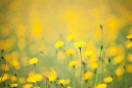 庭先の黄色い世界