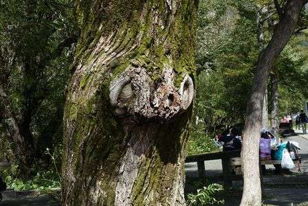 上高地の木々たち