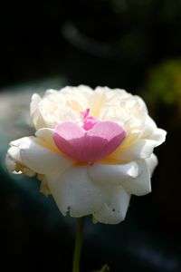 ピンクのハート