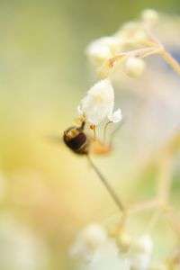 ヒューケラの花と豆ヒラタアブ