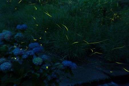 蛍と紫陽花