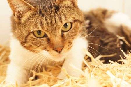 こっこめんこいべ？