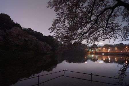 千鳥ヶ淵　祭りの後の夜桜