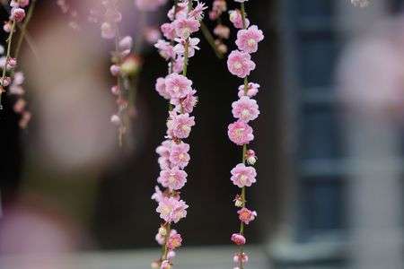 枝垂れ梅20250311＠高知城梅の段