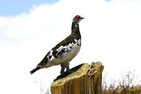 ライチョウの雄姿