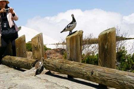 ギャラリーを引き連れて