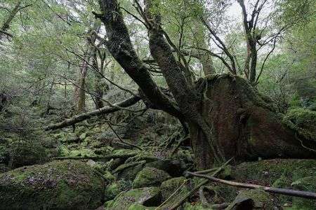 屋久島白谷雲水狭にて