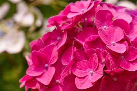 あじさいいろいろ