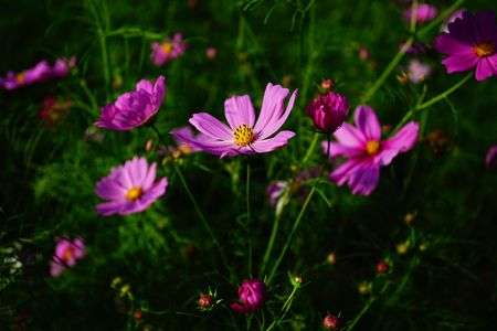 EF 17-40mm F4 L でコスモス！