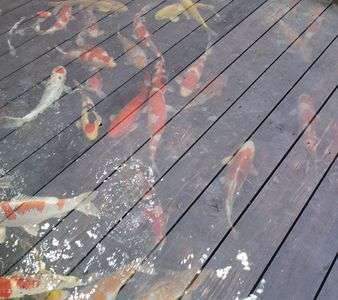 🐟 うつり鯉 🐟