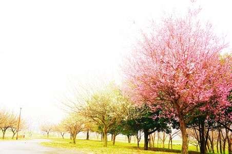 住む街も梅満開＊