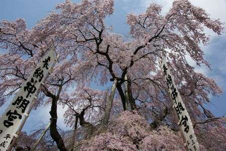 三春の滝桜
