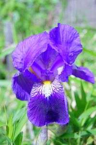 ジャーマンアイリス