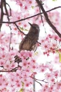 桜・鳥