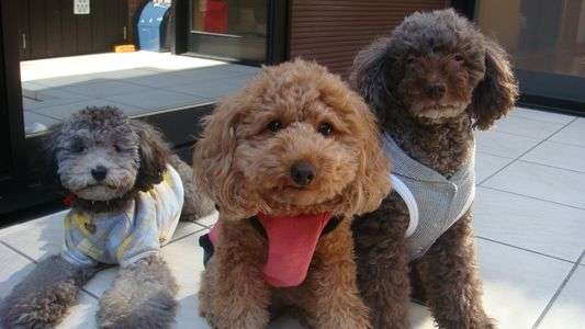 家族の一員です