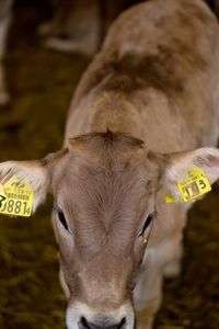 ブラウンスイス