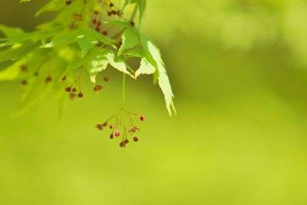 みどりいろの春