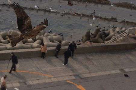 餌を狙うトンビ