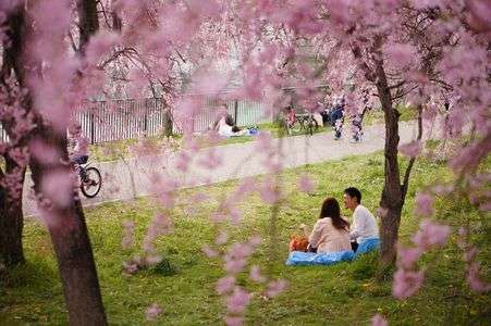 お花見カップル
